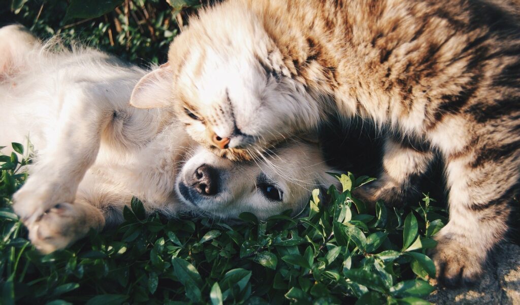 Hund mit Katze beim Kuscheln