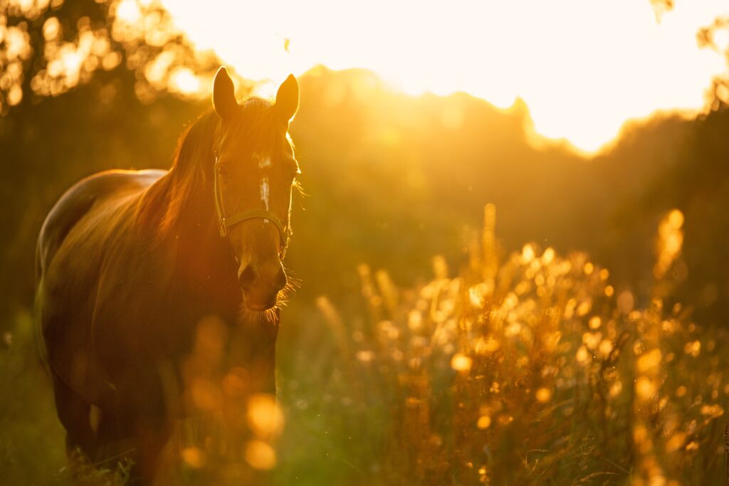 Pferd in der Sonne