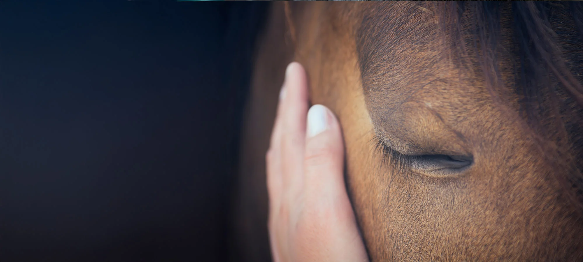 Tierbestattung Pferd Header
