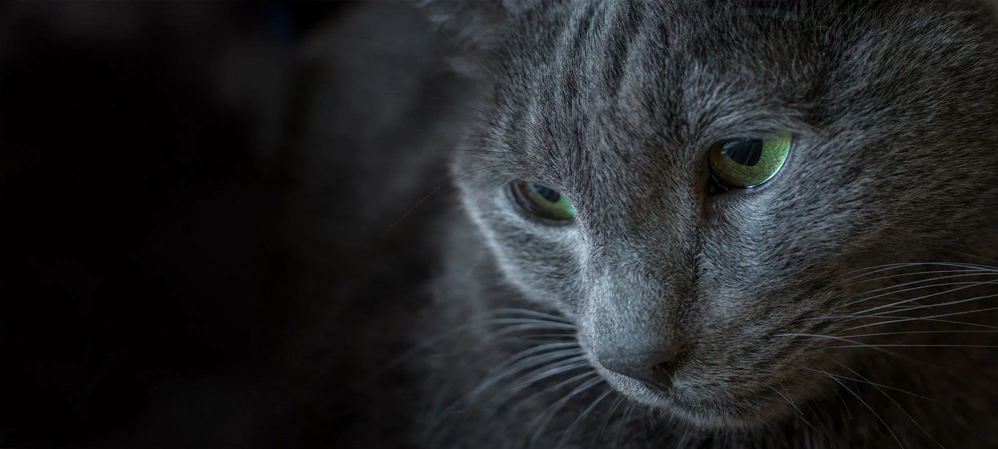 Tierbestattung Katze Header